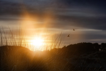 Dünenlandschaft im Abendlicht bei Sonnenuntergang