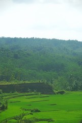 Fototapeta na wymiar Greenery fields of Java Land