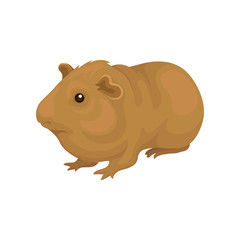 Cute cavy small rodent animal vector Illustration on a white background