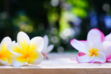 Yellow and pink plumeria flower on wooden board background, copy space