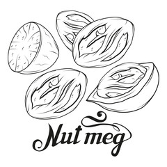 hand drawn nutmeg powder, spicy ingredient, nutmeg logo, healthy organic food, spice nutmeg isolated on white background, culinary herbs, label, food, natural healthy food, vector graphic to design