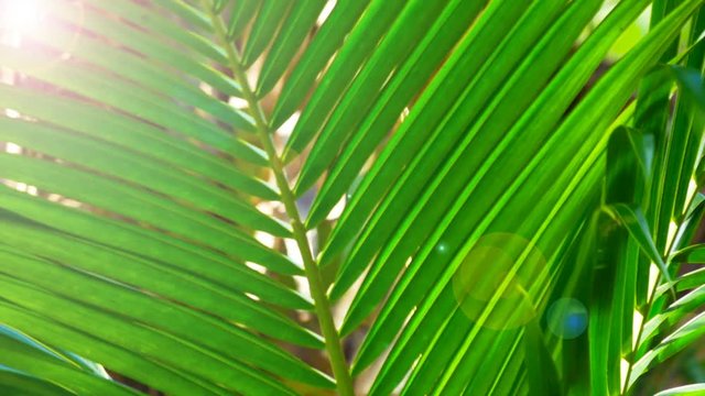 Closeup green coconut leaf.