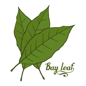 hand drawn bay leaf, spicy ingredient, bay leaf logo, healthy organic food, spice bay leaf isolated on white background, culinary herbs, label, food, natural healthy food, vector graphic to design
