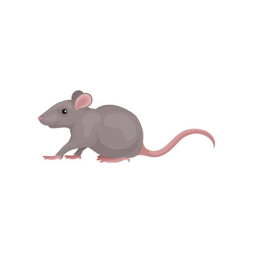 Grey mouse rodent animal vector Illustration on a white background