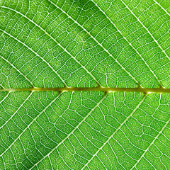 Green natural background of a leaf with a pattern of veins. Macro photo, creative layout. Flat lay