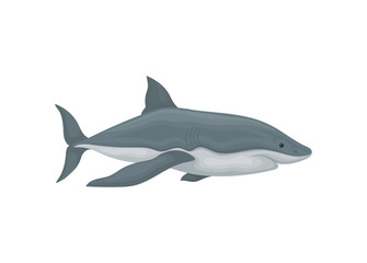 Shark swimming sea animal vector Illustration on a white background
