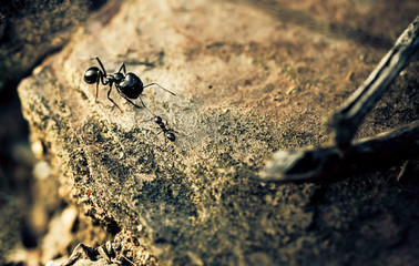 Small ant biting the big black ant antenna