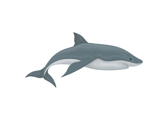 Shark swimming sea animal, side view vector Illustration on a white background