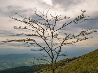 One tree and cloud sky view on Khao Luang mountain in Ramkhamhaeng National Park,Sukhothai province Thailand