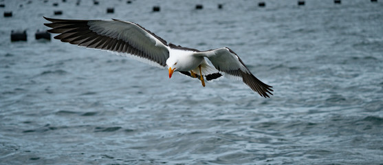 Pacific Sea Gull