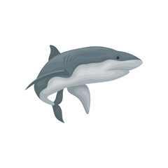 Swimming angry shark sea animal fish vector Illustration on a white background