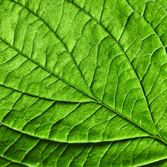 Green leaf. Detailed macro photo as a natural layout for your ideas. Flat lay
