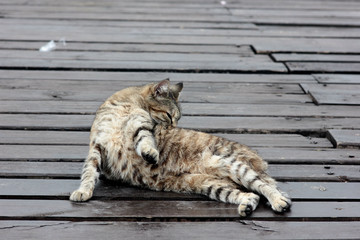 cat resting on a boardwalk pier © albert