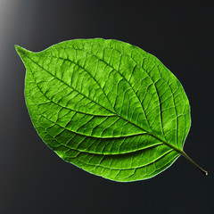 Obraz premium Beautiful green leaf with a natural veining pattern on a black background with copy space. Flat lay