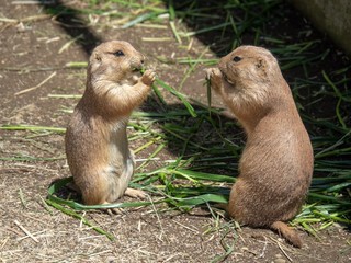向かい合うプレーリードッグ