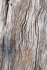 old olive wooden background