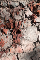 Dried Ivy branches on brick stone wall background