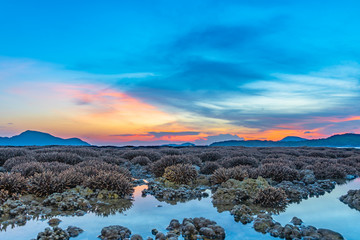 scenery sunrise above the coral reef. coral reef emerges from the water at a reduced water level..during low tide we can see a lot of coral reef and marine fishes around Rawai beach Phuket island.
