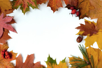 Naklejka na ściany i meble autumn background with colored leaves on white board