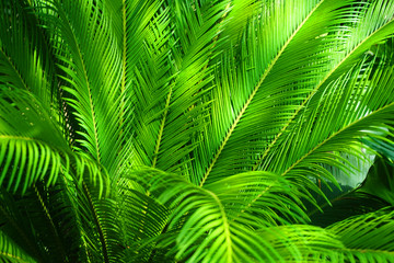 Naklejka na ściany i meble palm tree leaf texture