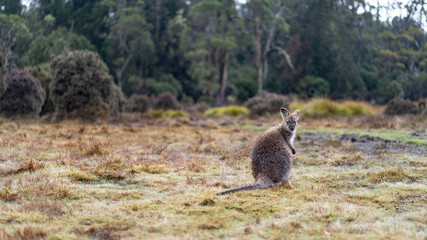 Australia Wallaby Kangaroo