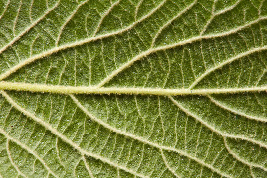 Macro photo of the back side of a green leaf with streaks. Natural background. Flat lay