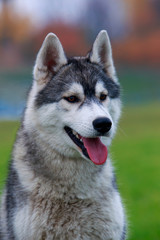 Dog breed Siberian husky