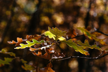 Oak leaves in forest with yellow colors in Autumn