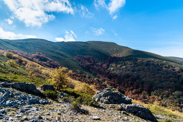 Beech forest in Autumn time a sunny day