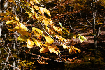 Beech leaves in forest with yellow colors in Autumn