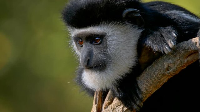 Mantled guereza 