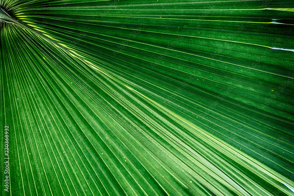 Sticker palm tree leaf texture