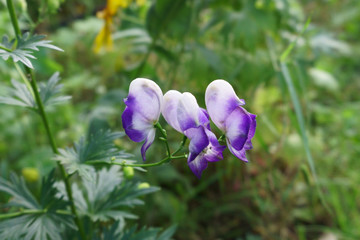 purple inflorescences in the grass