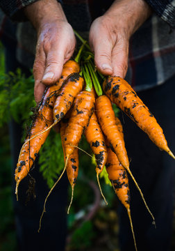 Farmer's hands with freshly harvested carrots. Shallow depth of field. 