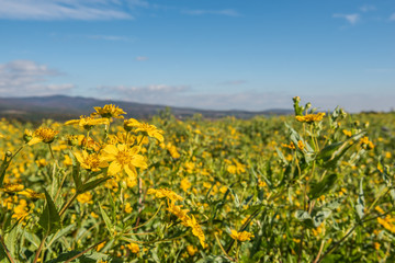 Feld mit Gr&uuml;nd&uuml;nger im Herbst