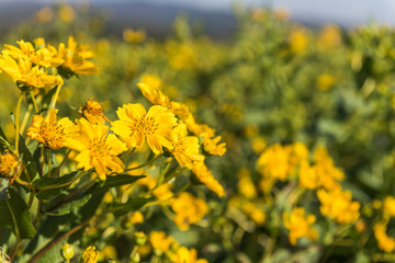 Ramtillkraut im Herbst