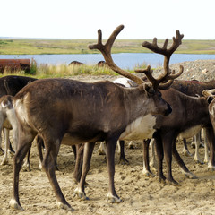 reindeers in summer