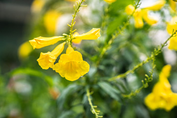 close up yellow trumpet-flower petal or  Tecoma stans on blurred green leaf