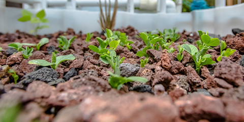 Growing summer squash through an aquaponics system