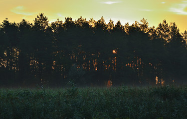Forest coniferous trees at dawn under the red sky