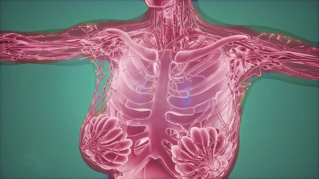 Mammogram radio imaging for breast cancer diagnosis