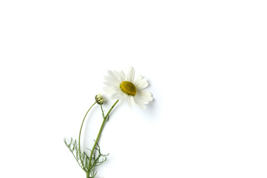 Chamomile with bud on a white background