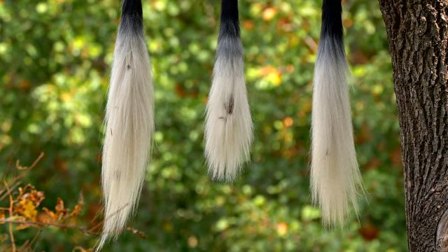 Mantled guereza (Colobus guereza) hanging tails
