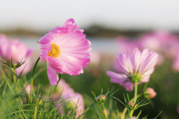 Cosmos flowers with natural.
