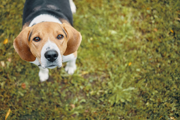 Top view of cute dog standing on green grass and looking right at camera. High angle shot of brown...