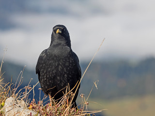 Alpine cough, Alpendohle (Pyrrhocorax graculus)