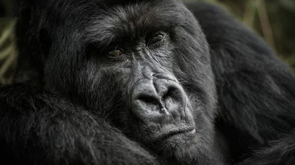 Riesiges Gorilla-Silberrücken-Nahaufnahmeporträt. Wildes Tier im Naturlebensraum. Afrikanische Tierwelt. Großer und charismatischer Gorilla-Anführer. Berggorilla. Gorilla beringei beringei © photocech