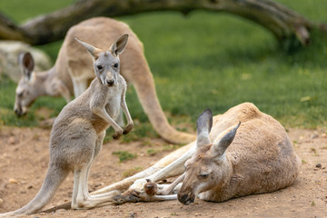 Naklejka na ściany i meble kangourou bébé
