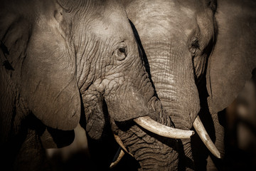 Amazing african elephants. Huge elephants male in front of the camera. Wildlife scene with...