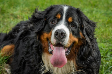 A dog of the Berner Sennenhund breed during a walk on the street